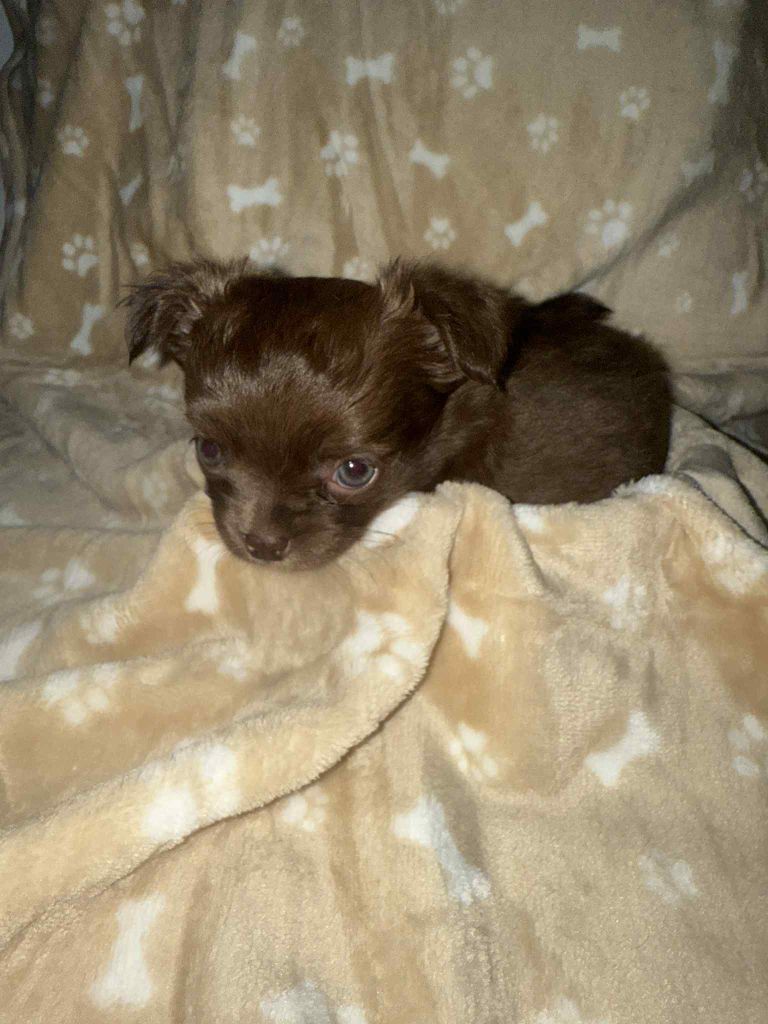 Des Diamants D'Azurose - Chiots disponibles - Chihuahua