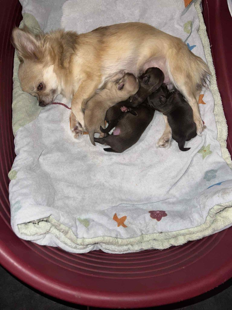 Puppy Chihuahua Des Diamants D'Azurose