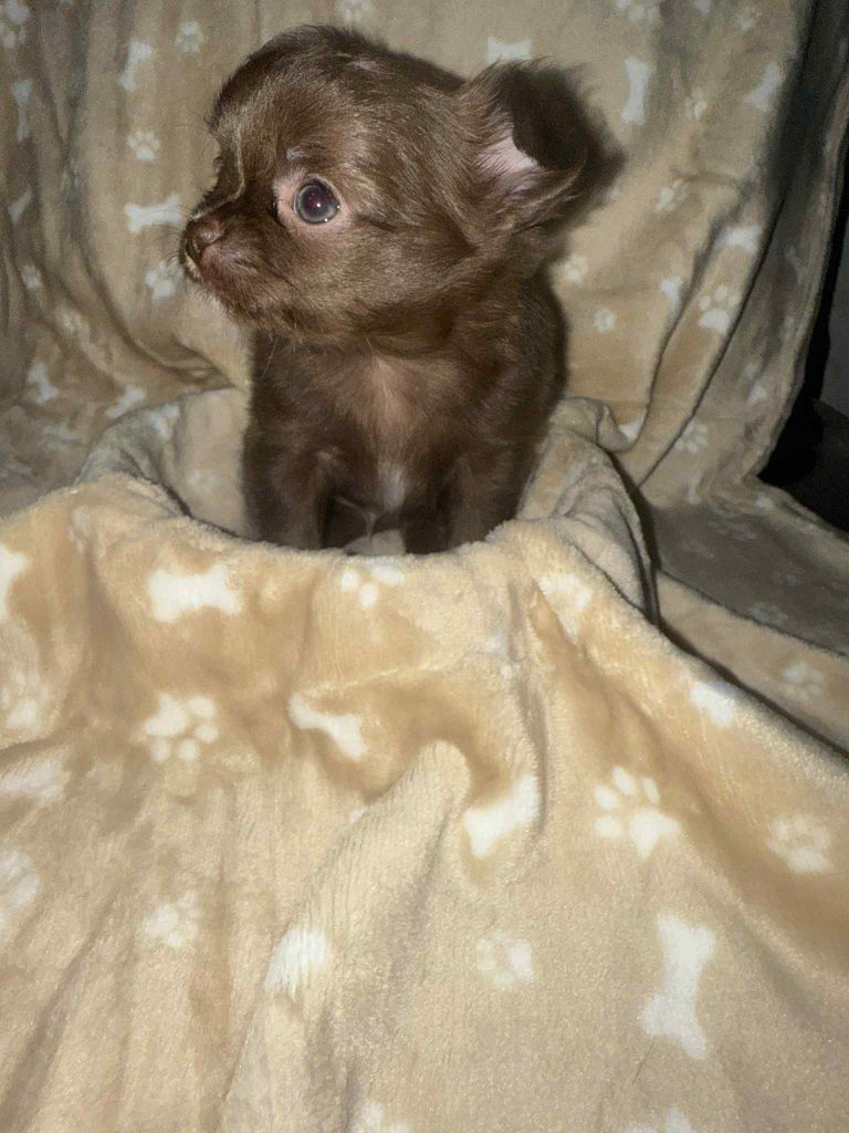 Des Diamants D'Azurose - Chiots disponibles - Chihuahua